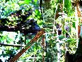 gal/holiday/Brazil 2005 - Foz do Iguacu Birds Sanctuary/_thb_Bird_Sanctuary_Iguacu_DSCF1232.jpg